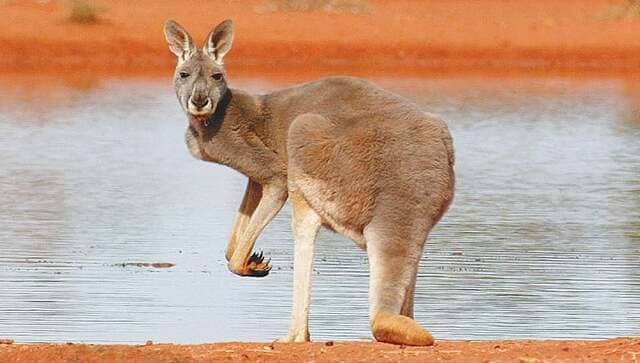 Watch: A bunch of kangaroos disrupt a soccer game in Australia Watch: A bunch of kangaroos disrupt a soccer game in Australia
